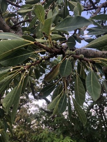 Ficus petersii (Peter's fig) — photo