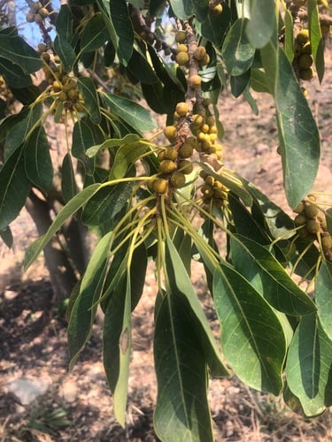 Ficus petersii