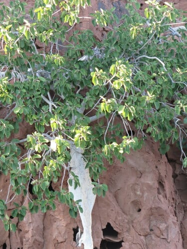 Ficus petiolaris (The rock fig) — photo