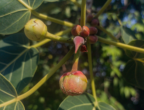 Ficus petiolaris (The rock fig) — photo