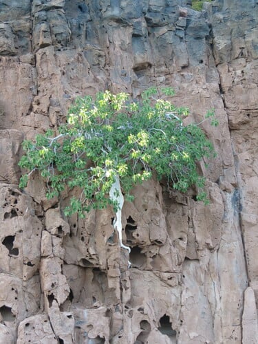 Ficus petiolaris