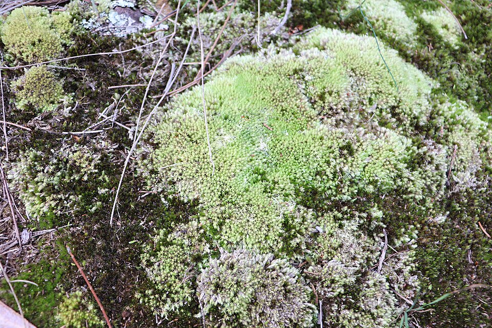 Ficus pilosa (Da long) — photo