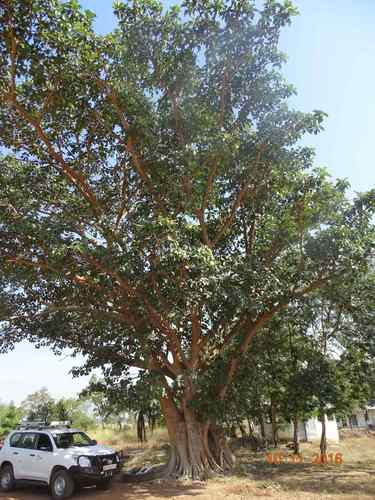 Ficus platyphylla