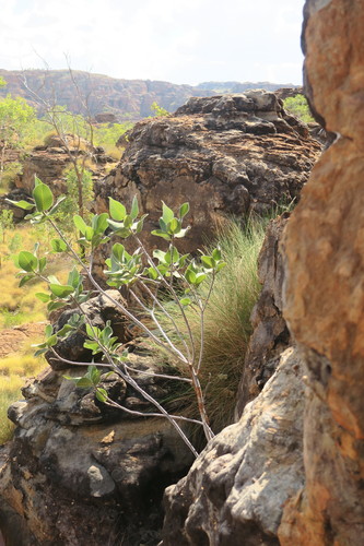 Ficus platypoda (Rock fig) — photo