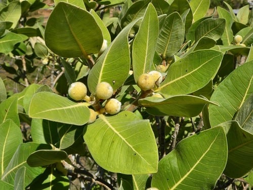 Ficus platypoda (Rock fig) — photo