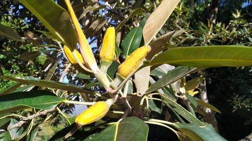 Ficus pleurocarpa (Banana Fig) — photo