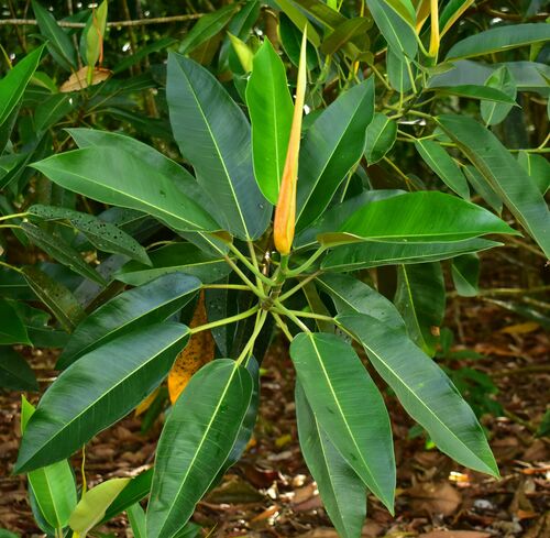 Ficus pleurocarpa