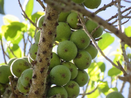 Ficus polita (Wild rubber fig) — photo