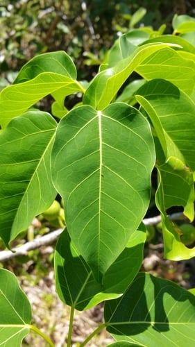 Ficus polita