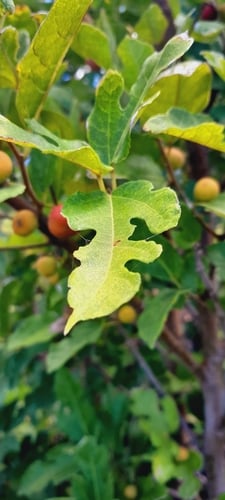 Ficus politoria — photo