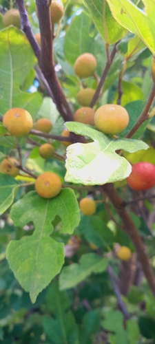 Ficus politoria — photo