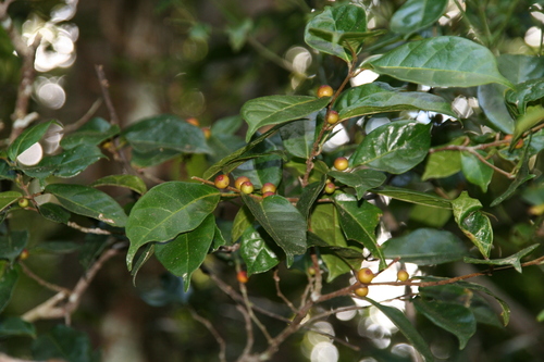 Ficus politoria