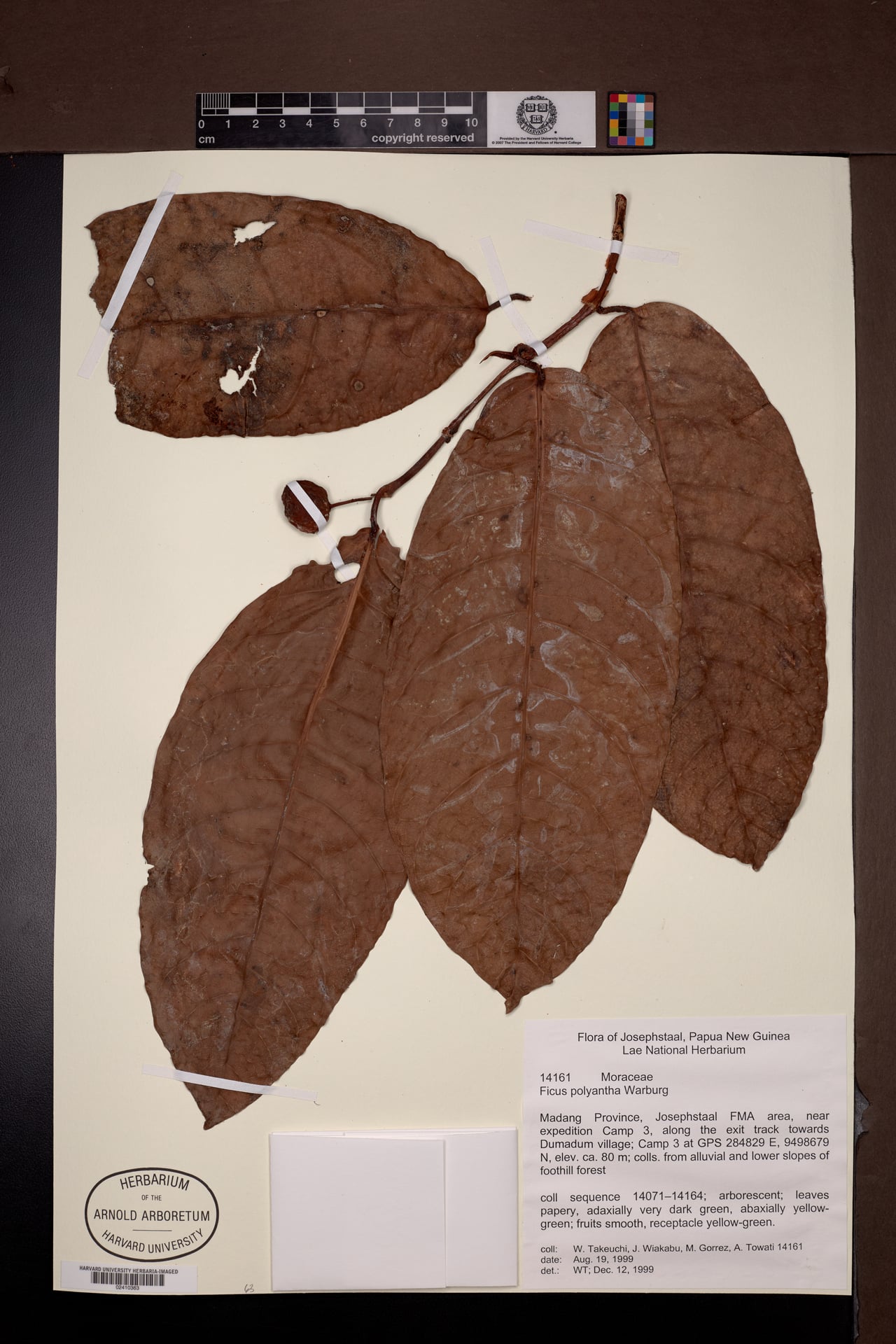 Ficus polyantha — photo
