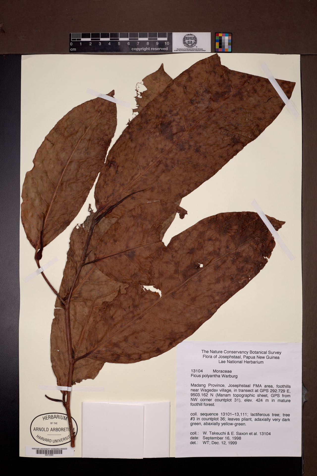 Ficus polyantha — photo