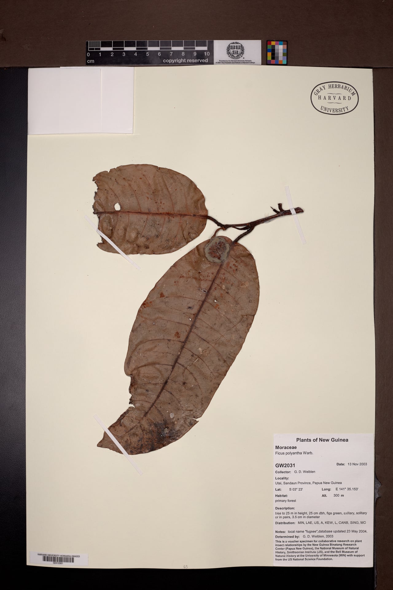 Ficus polyantha