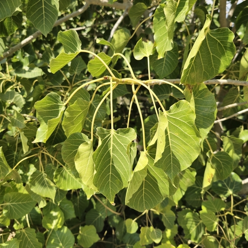 Ficus populifolia — photo