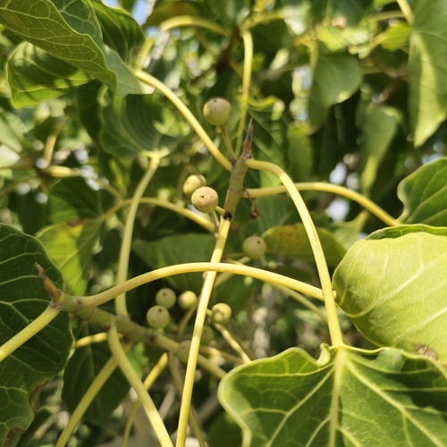 Ficus populifolia