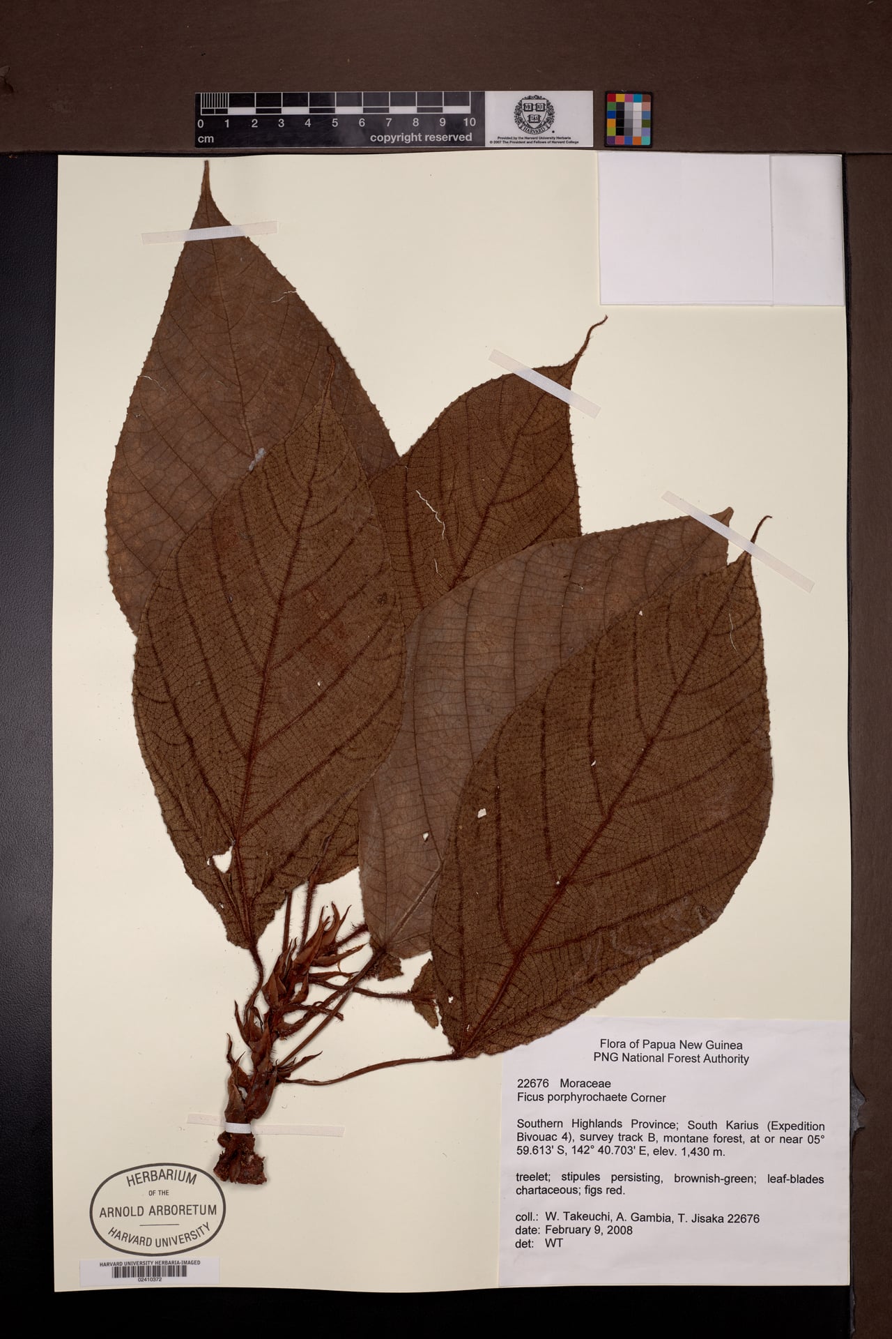 Ficus porphyrochaete — photo
