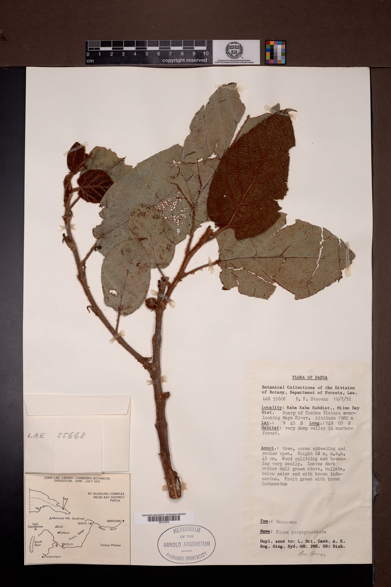 Ficus porphyrochaete — photo