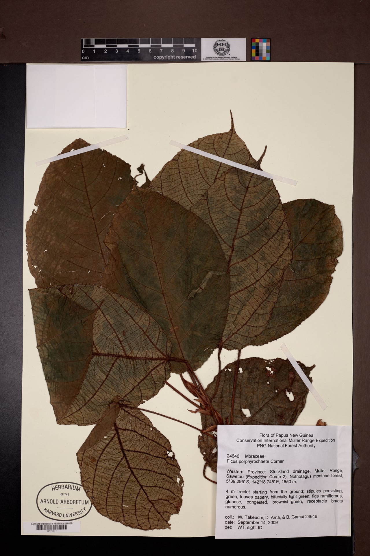 Ficus porphyrochaete