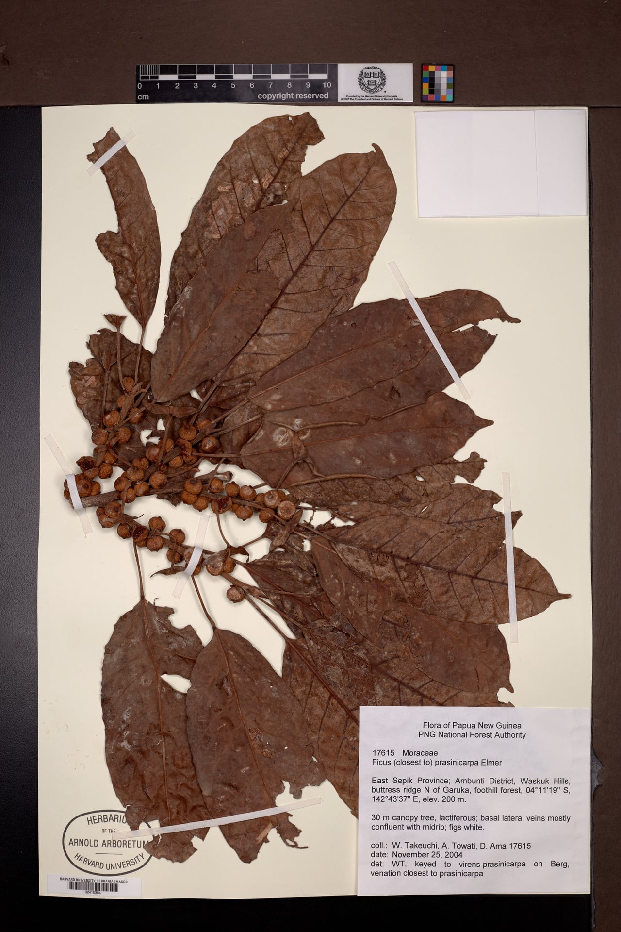 Ficus prasinicarpa (Baola ania) — photo