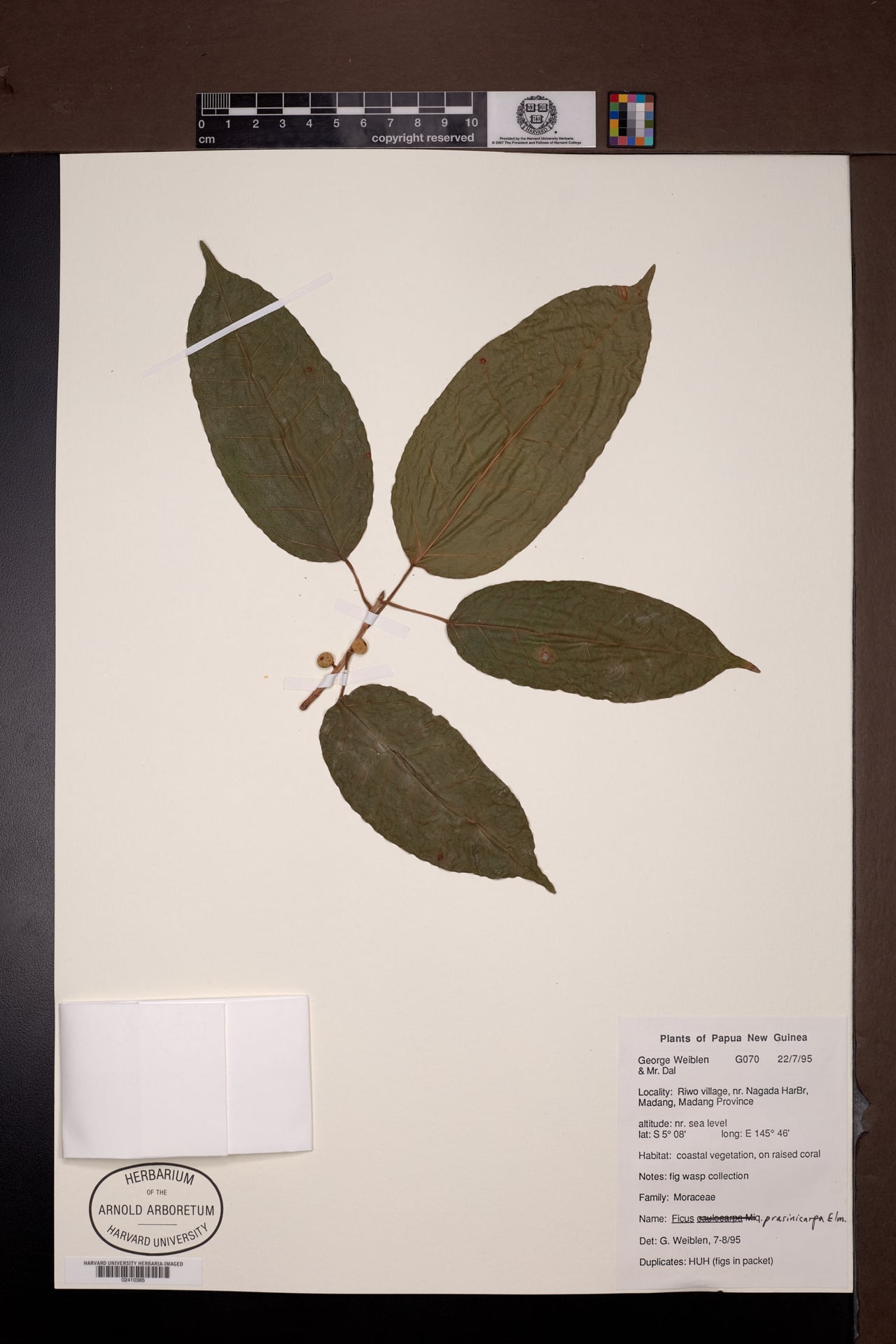 Ficus prasinicarpa (Baola ania) — photo