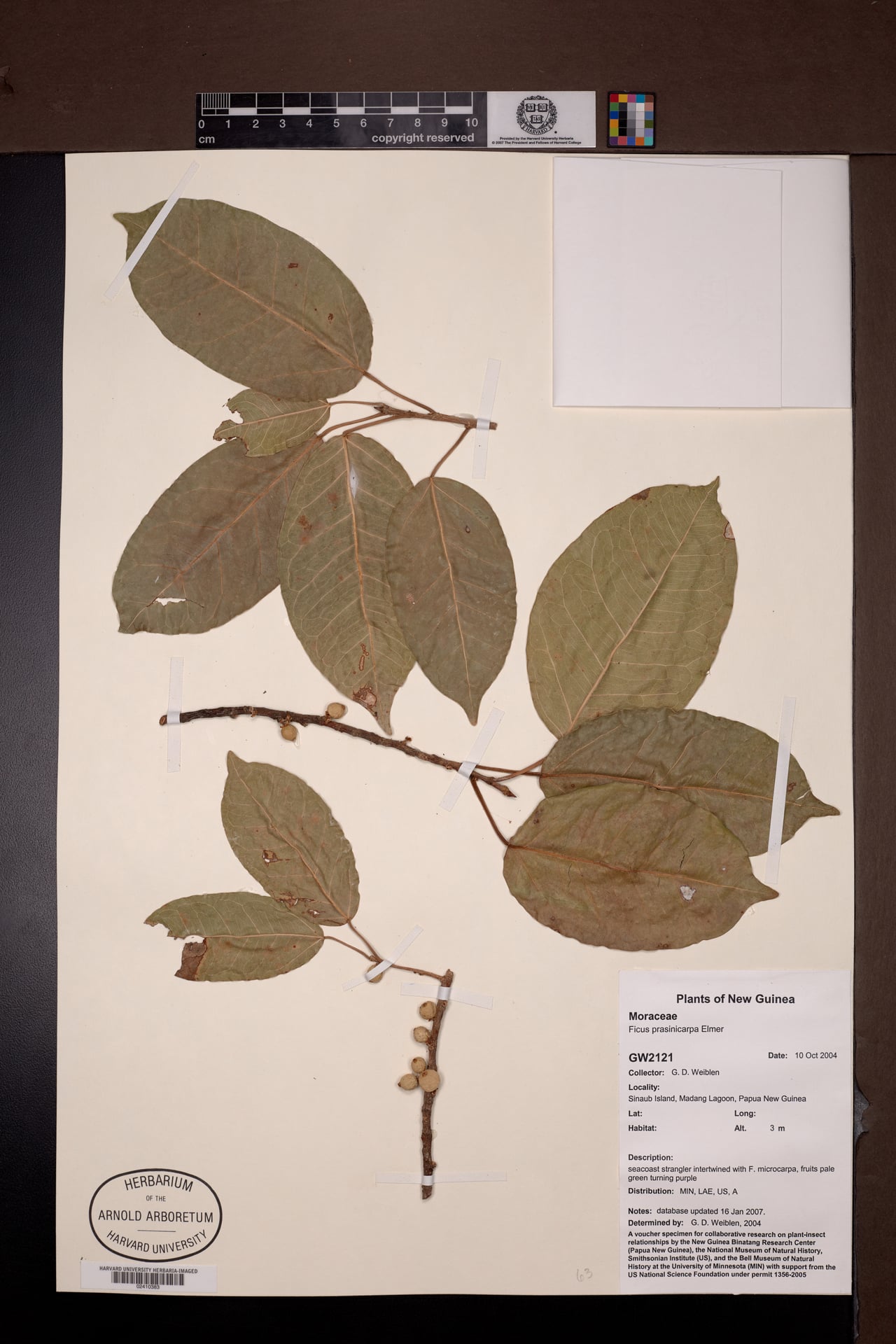 Ficus prasinicarpa