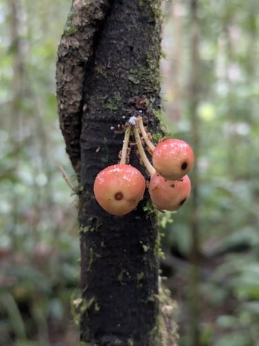 Ficus primaria — photo