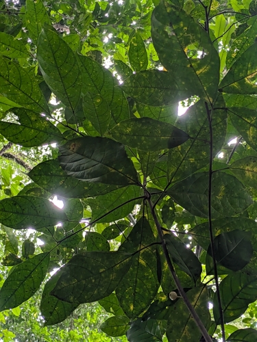 Ficus primaria