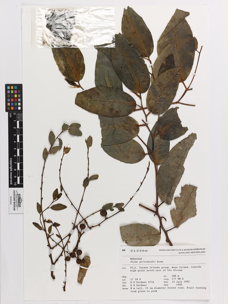 Ficus pritchardii (Masimasi) — photo