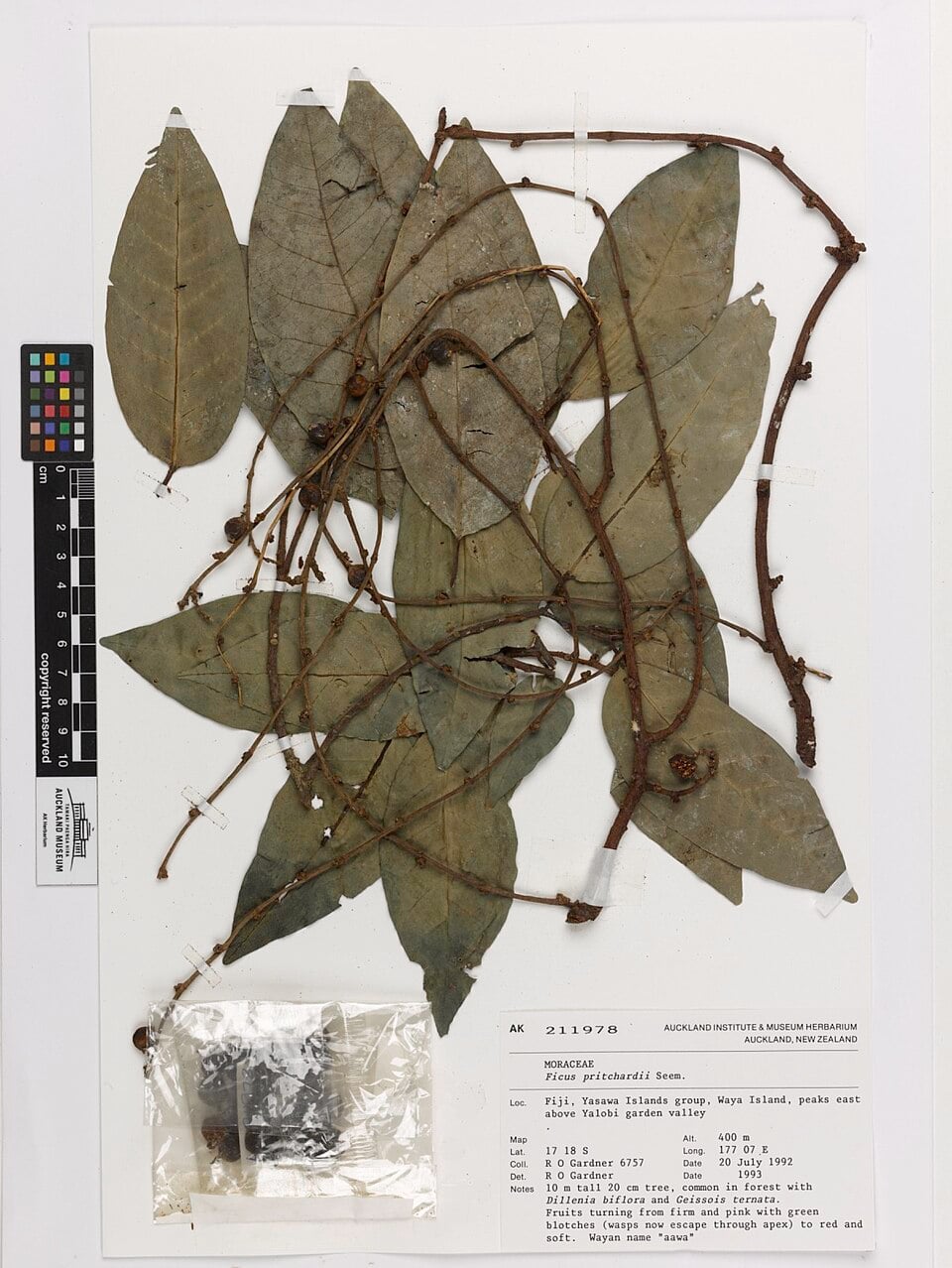 Ficus pritchardii