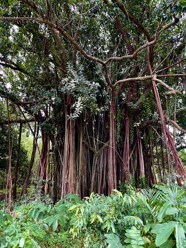 Ficus prolixa (Native banyan) — photo