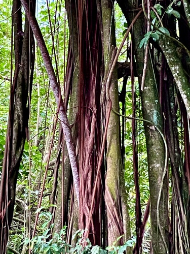 Ficus prolixa (Native banyan) — photo
