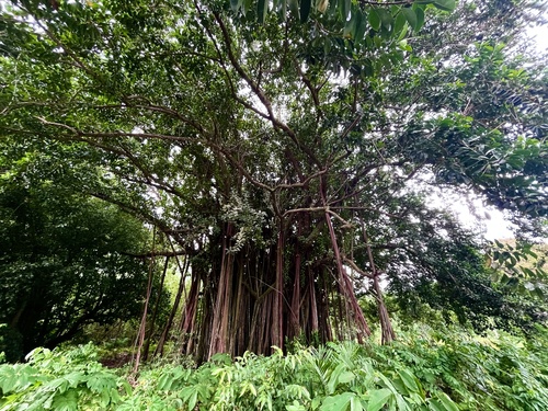 Ficus prolixa