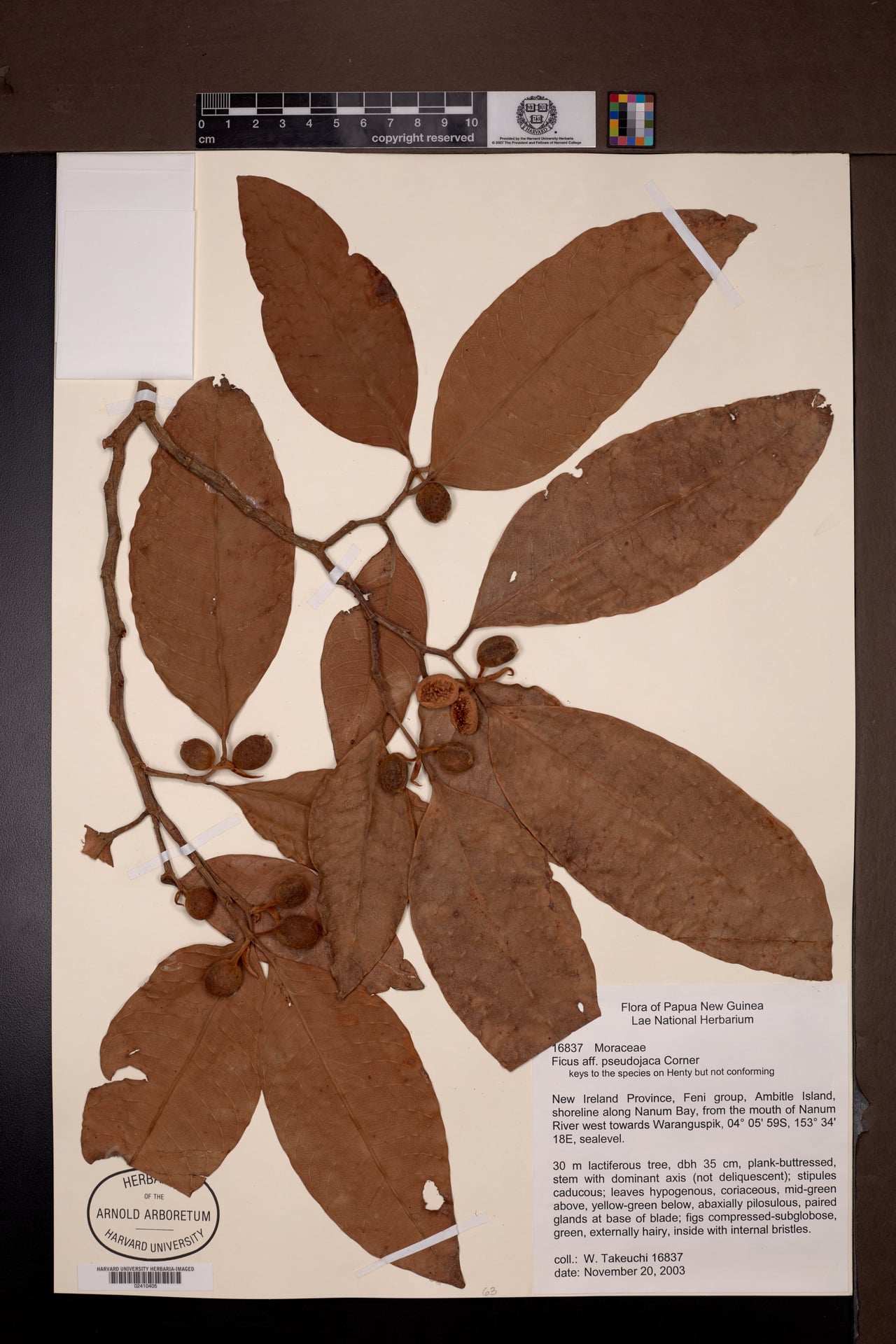 Ficus pseudojaca — photo