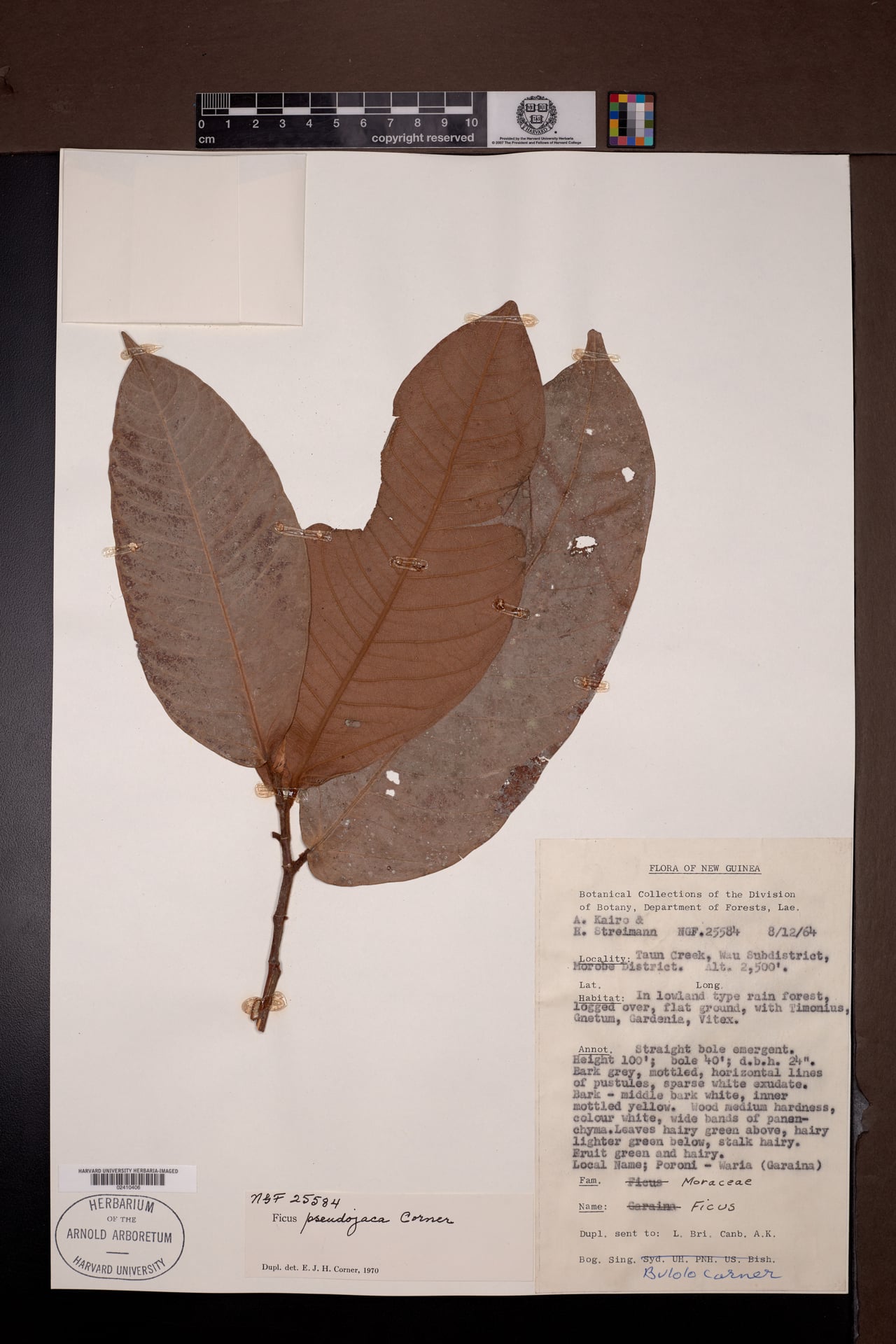 Ficus pseudojaca — photo