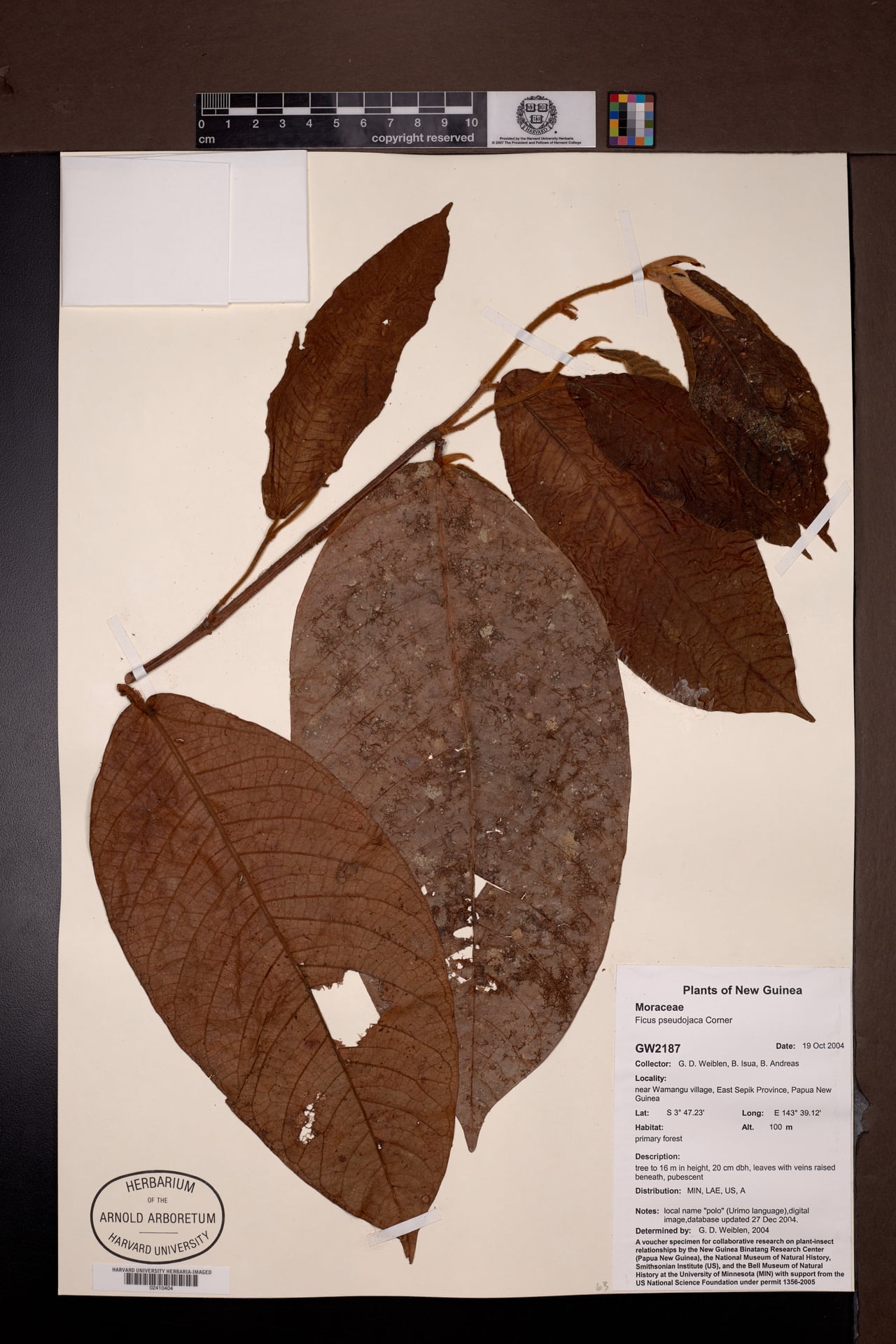 Ficus pseudojaca