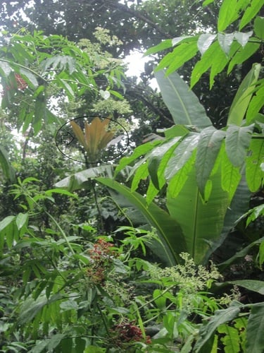 Ficus pseudopalma (Palm-leaf-fig) — photo