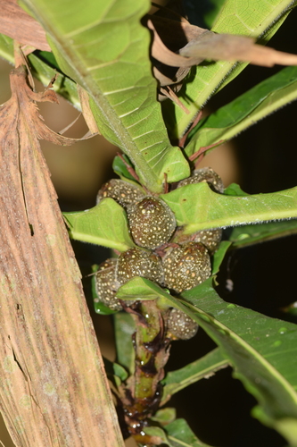 Ficus pseudopalma