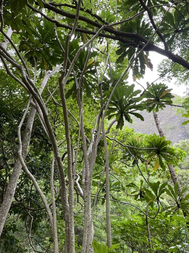 Ficus pseudopalma (Palm-leaf-fig) — photo