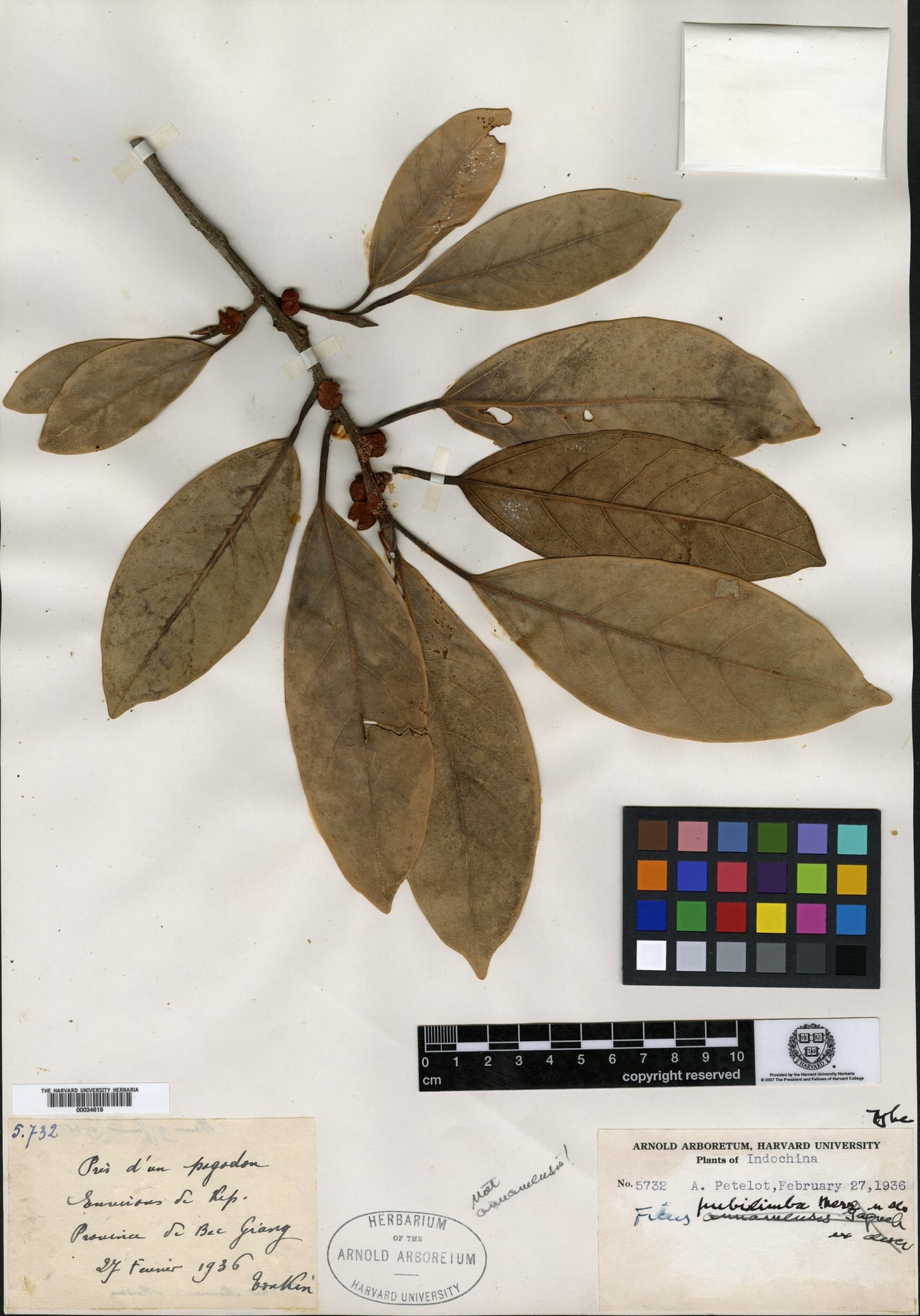 Ficus pubilimba