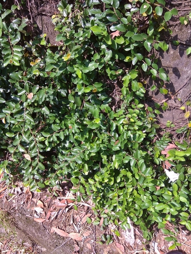 Ficus pumila (Creeping fig) — photo