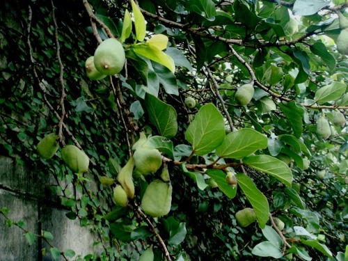 Ficus pumila (Creeping fig) — photo