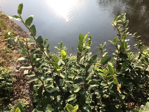 Ficus pumila