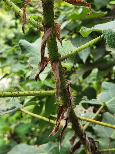 Ficus pungens (Lovo) — photo