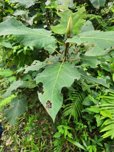 Ficus pungens (Lovo) — photo