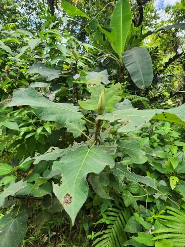 Ficus pungens