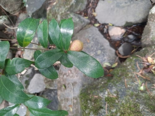 Ficus pyriformis — photo