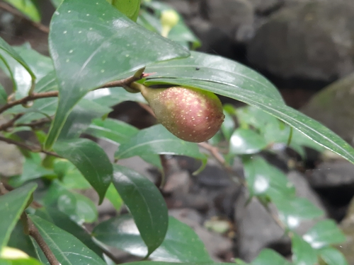 Ficus pyriformis — photo