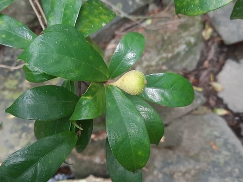 Ficus pyriformis